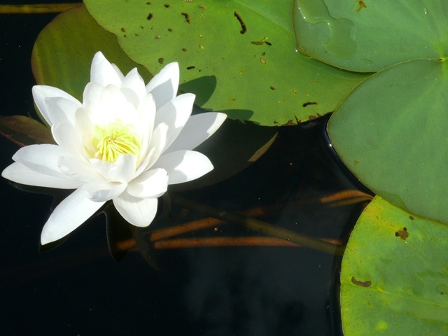 Seerose, Foto: TV Seenland Oder-Spree