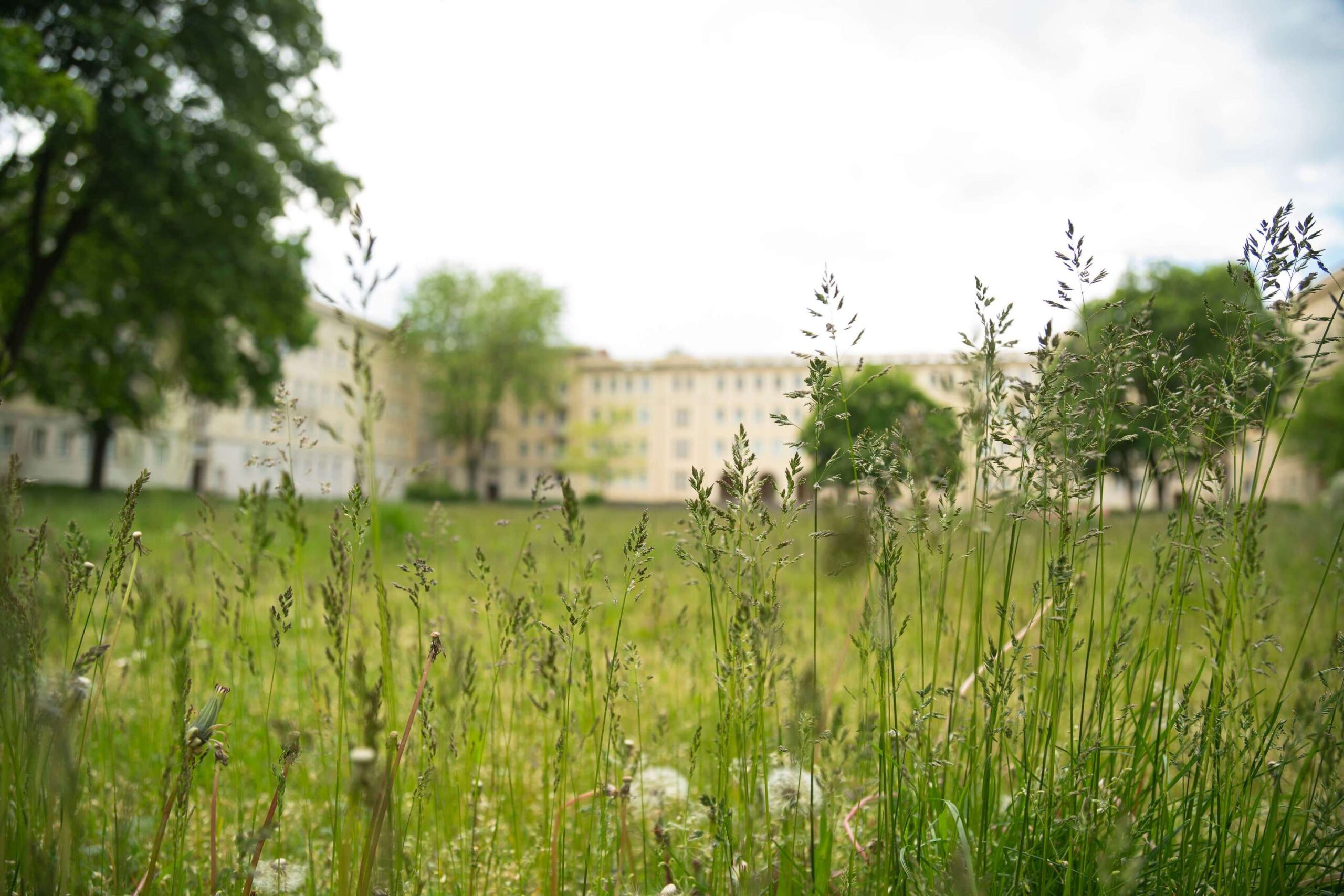 Wiese in Eisenhüttenstadt, Foto: Steffen Lehmann, Lizenz: TMB-Fotoarchiv
