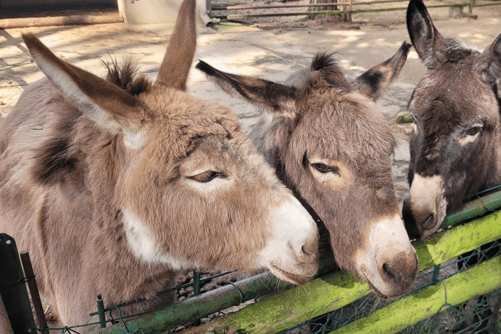 Esel-Trio im Tiergehege Eisenhüttenstadt, Foto: Katja Flügel, Lizenz: Förderverein des Tiergeheges Eisenhüttenstadt e.V.